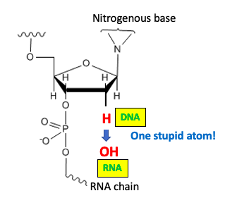 The Differences Between DNA And RNA Explained With Diagrams, 43% OFF